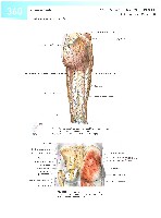 Sobotta  Atlas of Human Anatomy  Trunk, Viscera,Lower Limb Volume2 2006, page 367